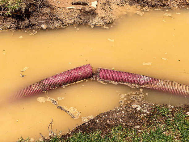 Best Mold removal after water damage  in Schuyler, NE