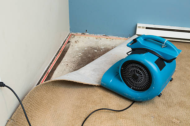Best Professional water damage repair  in Schuyler, NE
